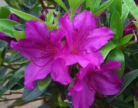 Azalea Evergreen Blue Danube Litre Stewarts Garden Centre