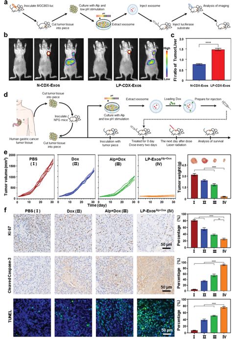 Personalized Anticancer Treatments Based On LPExos In PDX Tumor