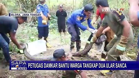 Kerap Memangsa Ternak Warga Petugas Damkar Bantu Warga Tangkap Ular