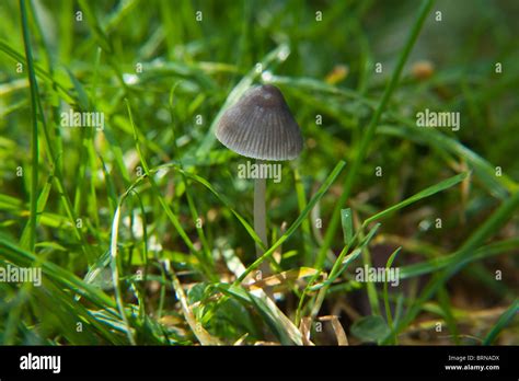 Magic Mushroom Psilocybe Semilanceata Also Known As Liberty Cap