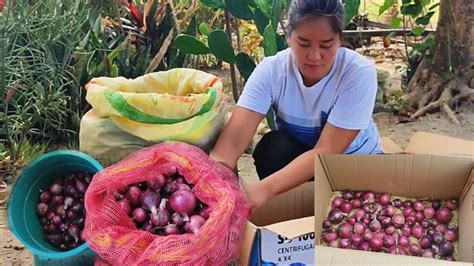 Paraan Ng Pag Iimbak Ng Sibuyas Gamit Ang Ipa Ng Palay Rice Hull Youtube