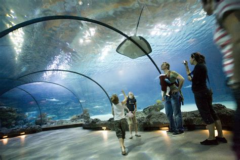 5 aquariums in the Netherlands you need to see | Ripley aquarium ...