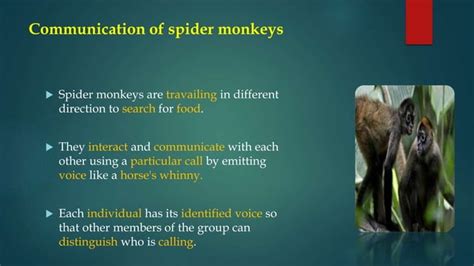 Spider Monkey Optimization Algorithm Ppt