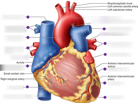 Anterior View Of Human Heart Diagram Quizlet