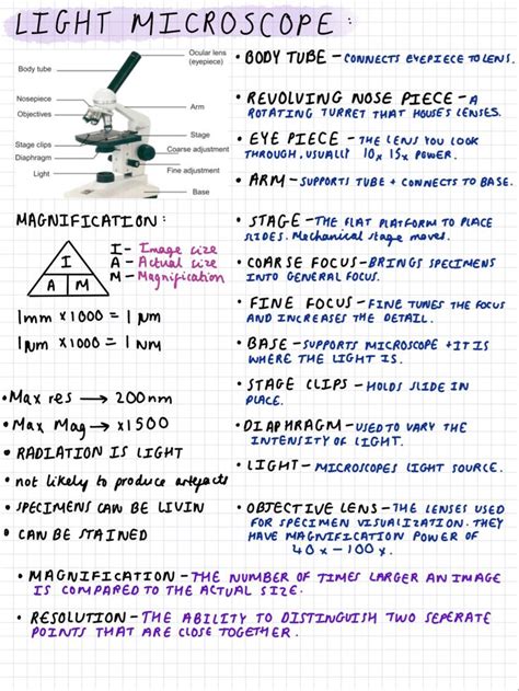 Light Microscope Revision Sheet Ocr Biology A Level Science Notes