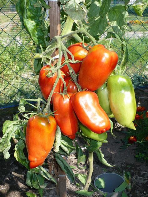 Томат Фляшен Описание Отзывы Фото – Telegraph