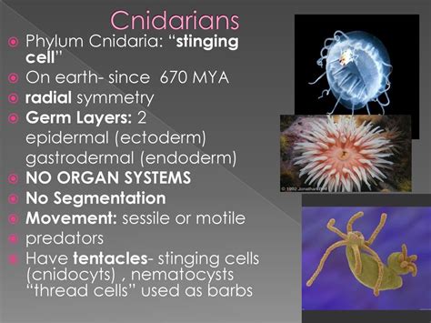 Sessile Polyp Cnidaria