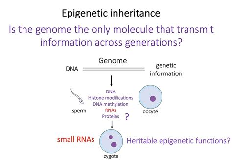 Germano Cecere - Mechanisms of epigenetic inheritance | Research ...