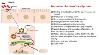 BACILLARY DYSENTERY diagnosis and treatment.pptx