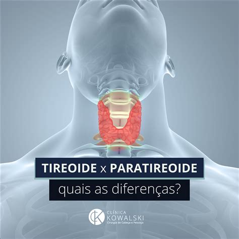O Que É Paratireoide - O Que é Paratireoide - FDPLEARN