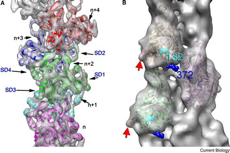 Actin Filaments As Tension Sensors Current Biology