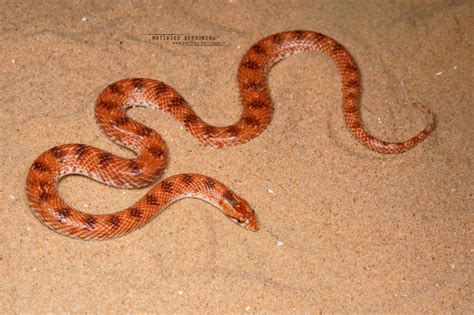 Awl Headed Snake Lytorhynchus Diadema INaturalist Canada