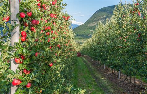 Frutticoltura e tecnologia si può fare Economia e politica