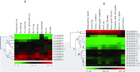 Microarray Based Expression Pattern Of DDP Genes During Development