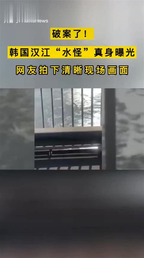 破案了！韩国汉江“水怪”真身曝光 网友拍下清晰现场画面 新浪新闻