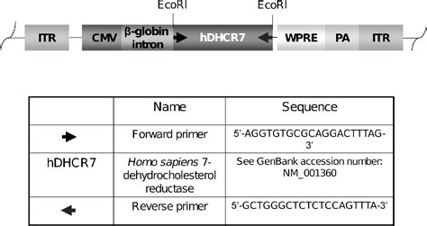 Figure 1 from Increasing cholesterol synthesis in 7-dehydrosterol ...