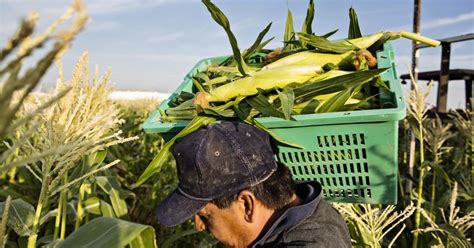 Advocates Swarm Against Neurotoxic Neonic Pesticides