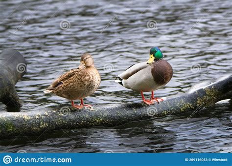 Pair Of Mallard Ducks Anas Platyrhynchos Resting On A Fallen Tree In