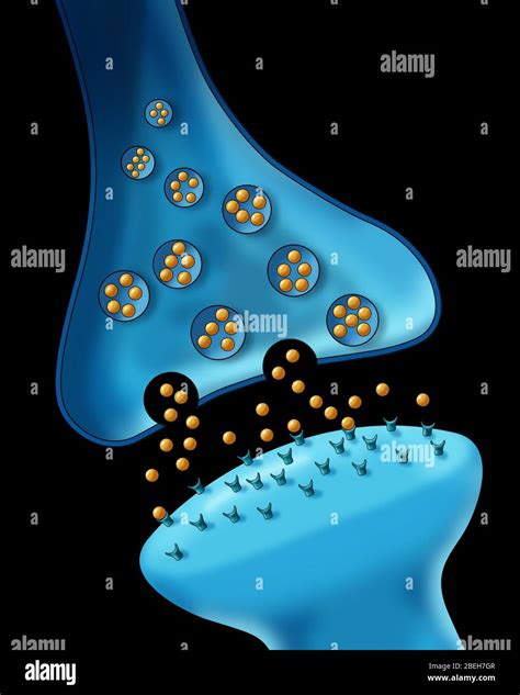 Neuron Synapse Hi Res Stock Photography And Images Alamy