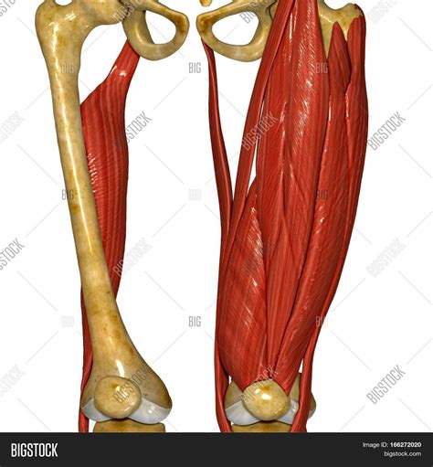Pectineus Muscle On Model at Douglas Hairston blog