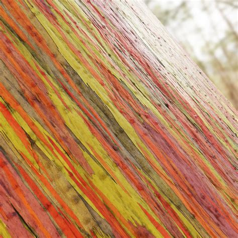 Rainbow Eucalyptus