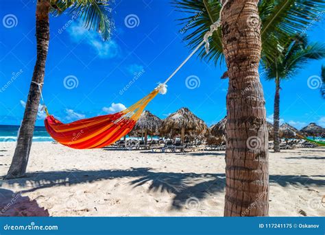 Empty Hammock Between Palms On Tropical Beach Stock Image Image Of