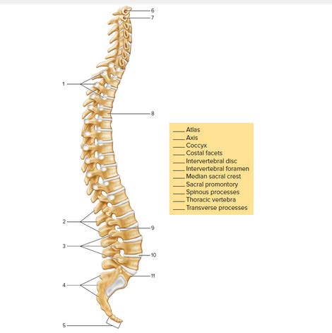 FIGURE 15 8 Label The Bones And Features Of A Lateral View Of A