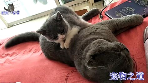 【宠物之道】这只公猫太过分，竟让猫宝宝给它按摩，小奶猫辛苦的模样令人心疼 Youtube