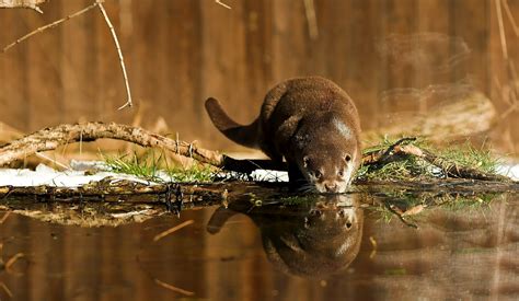 Dichtes Fell Und Starke Schwimmh Ute Der Fischotter Naturschutz Ch