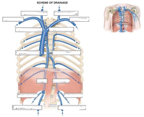 Veins Anterior Thoracic Diagram Quizlet