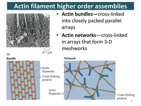 PPT - CYTOSKELETON (I) Actin filaments PowerPoint Presentation, free ...