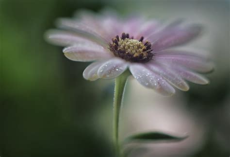 2048x1365 Macro Flowers Depth Of Field Leaves Wallpaper