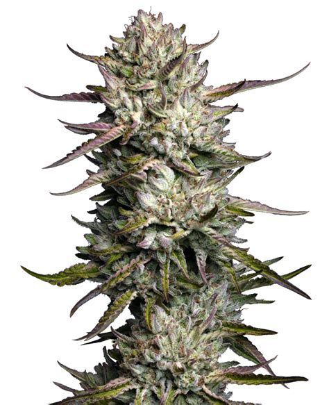 Purple Berry Muffinz Feminized Seeds Sensi Seeds UK