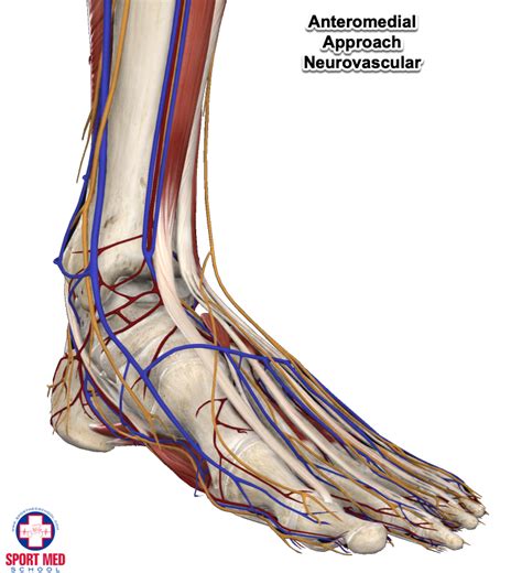 Knee Neurovascular Anatomy - Human Anatomy