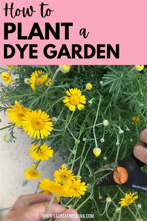 How to plant a dye garden - La creative mama