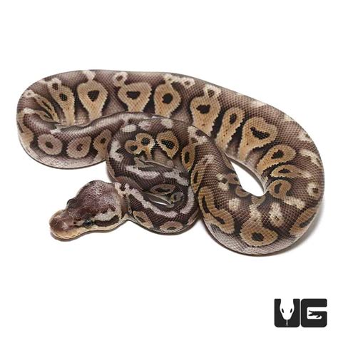 Baby Super Pastel Het Red Axanthic Yellowbelly Ball Python For Sale