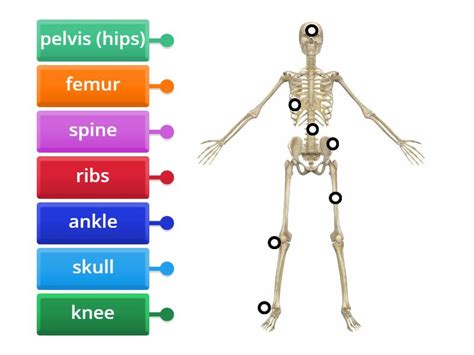 Label a skeleton - Labelled diagram