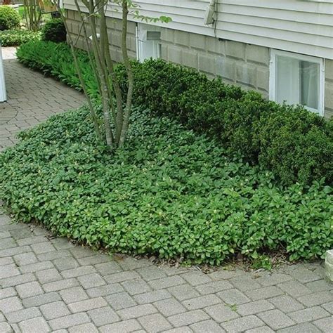 Japanese Spurge Green Carpet | NatureHills.com | Evergreen groundcover ...