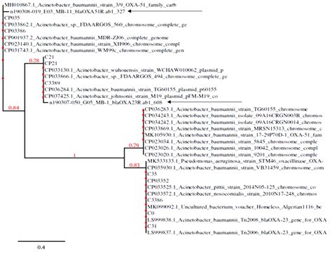 Phylogenetic Tree Displaying Inter Relationship Of Genes With Closely