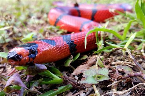 Red Snake Spiritual Meaning and Symbolism (7 Omens)