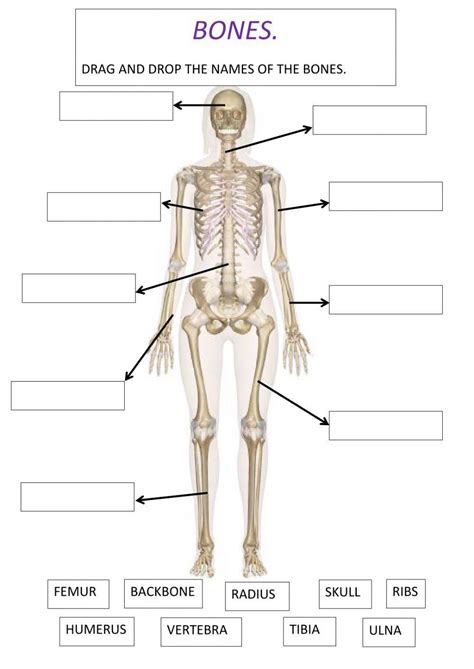 251942 Bones Martaega Liveworksheets