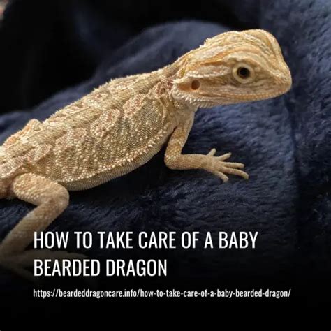 bearded dragon how to take care