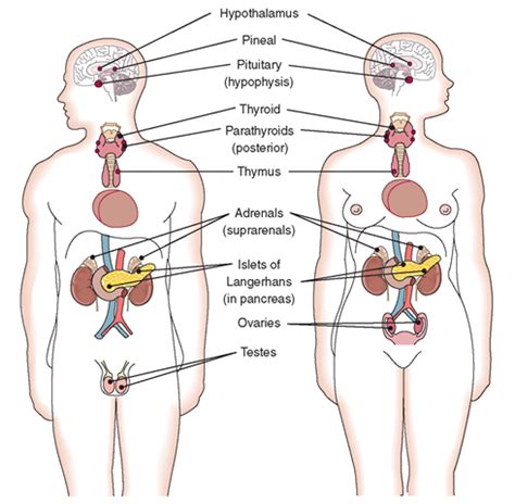 Location of the major endocrine glands in the body. Epilepsy Symptoms, Thyroid Disease Symptoms ...