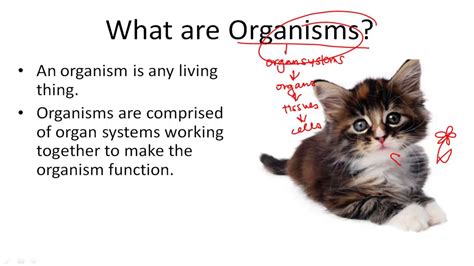 Organism Definition