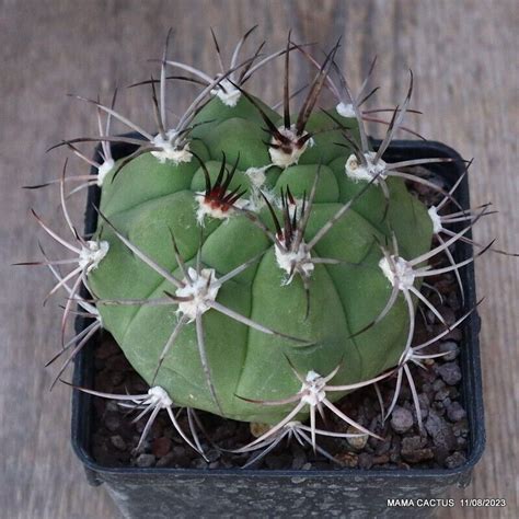 A2197 GYMNOCALYCIUM MARQUEZII pot9-H8-W9 cm MaMa Cactus | eBay