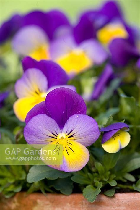 Viola Cornuta Endur Stock Photo By Fhf Greenmedia Image 0254456