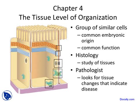 Tissue Level of Organization - Physiology and Anatomy - Lecture Slides ...