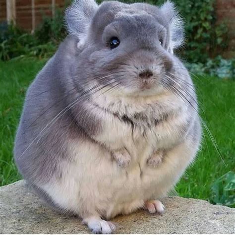 Cute Chinchilla Cute Animal Photos Cute Animals Cute Baby Animals