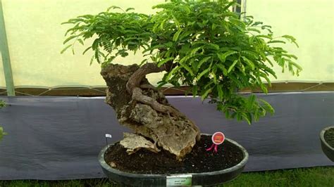 Kelas Prospek Pameran Dan Kontes Bonsai 5 Kota YouTube