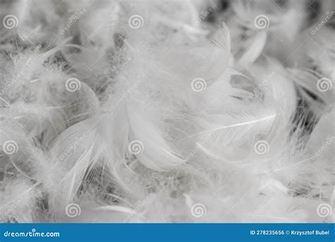 Nice White Duck Feathers. Background or Texture Stock Photo - Image of softness, smooth: 278235656